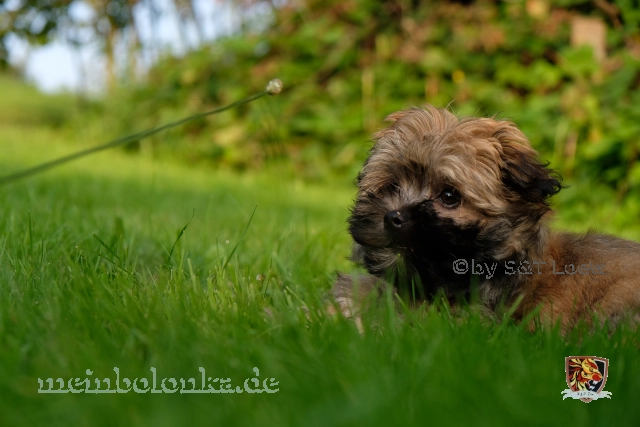 Flöhe oder Milben bei Hunden