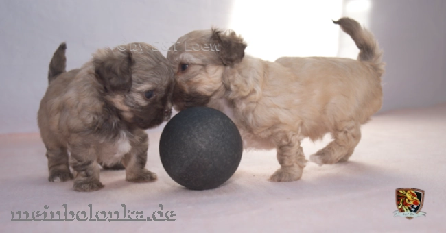 Ist eine Welpen- bzw. Hundeschule für Bolonkas sinnvoll?