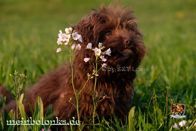 Bolonka Hunde auf Wiesen können Zecken aufsammeln