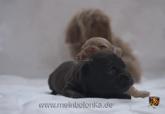 Bolonka Zwetna Welpen - meinbolonka.de