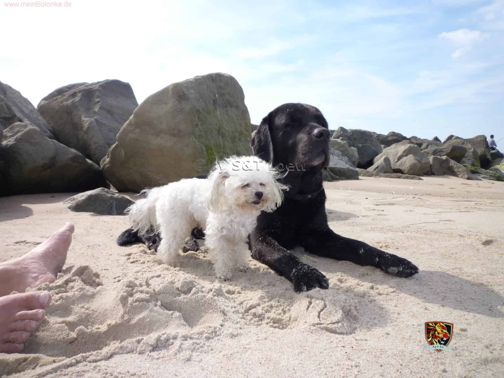 Bolonka Zwetna Hündin Adin und Labrador Farley am Strand
